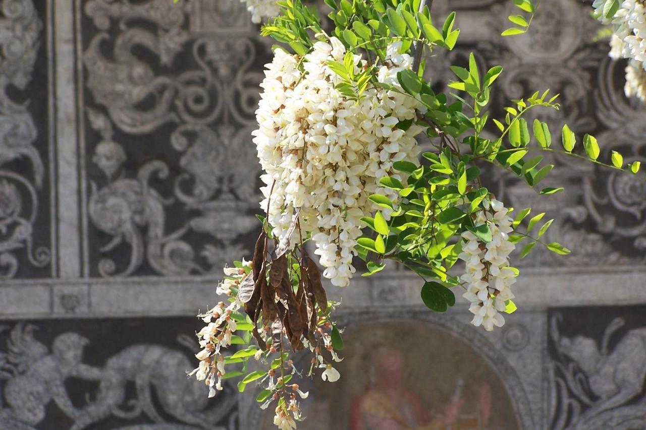 Acacia Firenze - Primula Daire Dış mekan fotoğraf